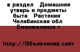  в раздел : Домашняя утварь и предметы быта » Растения . Челябинская обл.,Еманжелинск г.